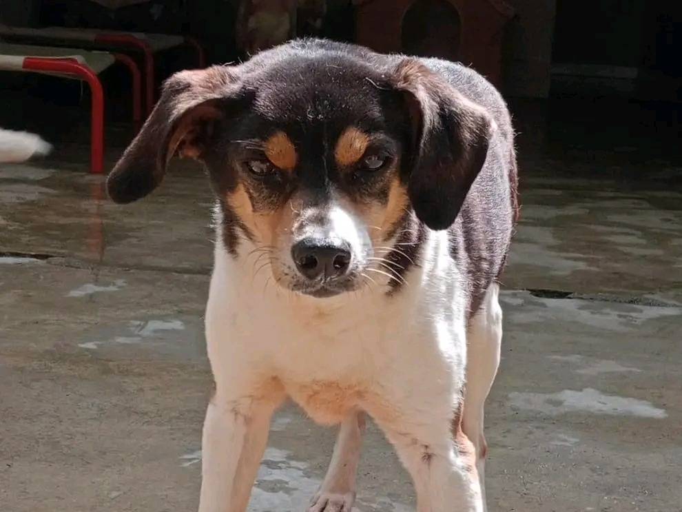 Adotta un cane, maschio, 8 anni  e 4 mesi , Cremona