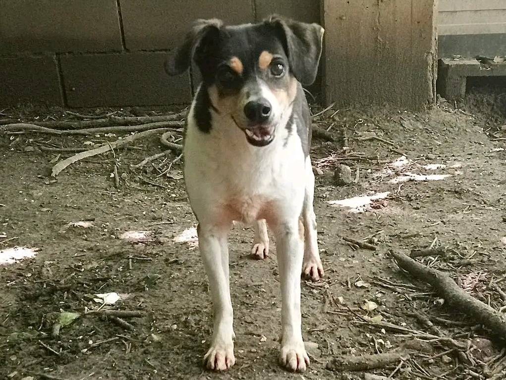 Vuoi adottare un cane a Cremona?