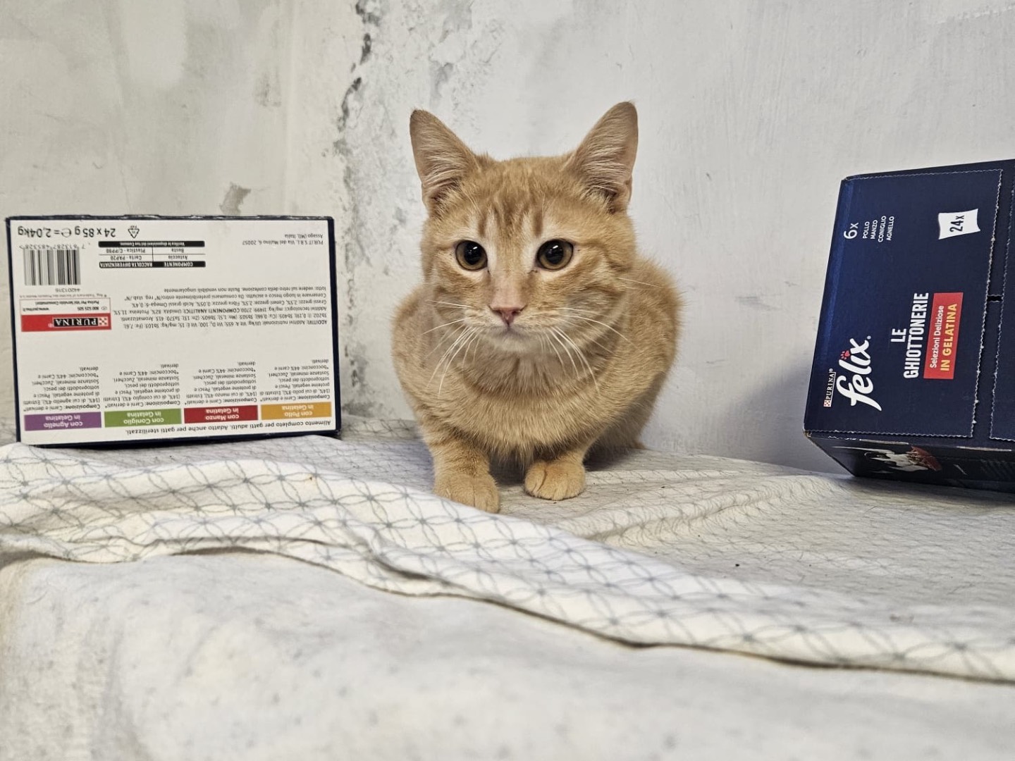Adotta un gatto, maschio, 1 anno, Chieti