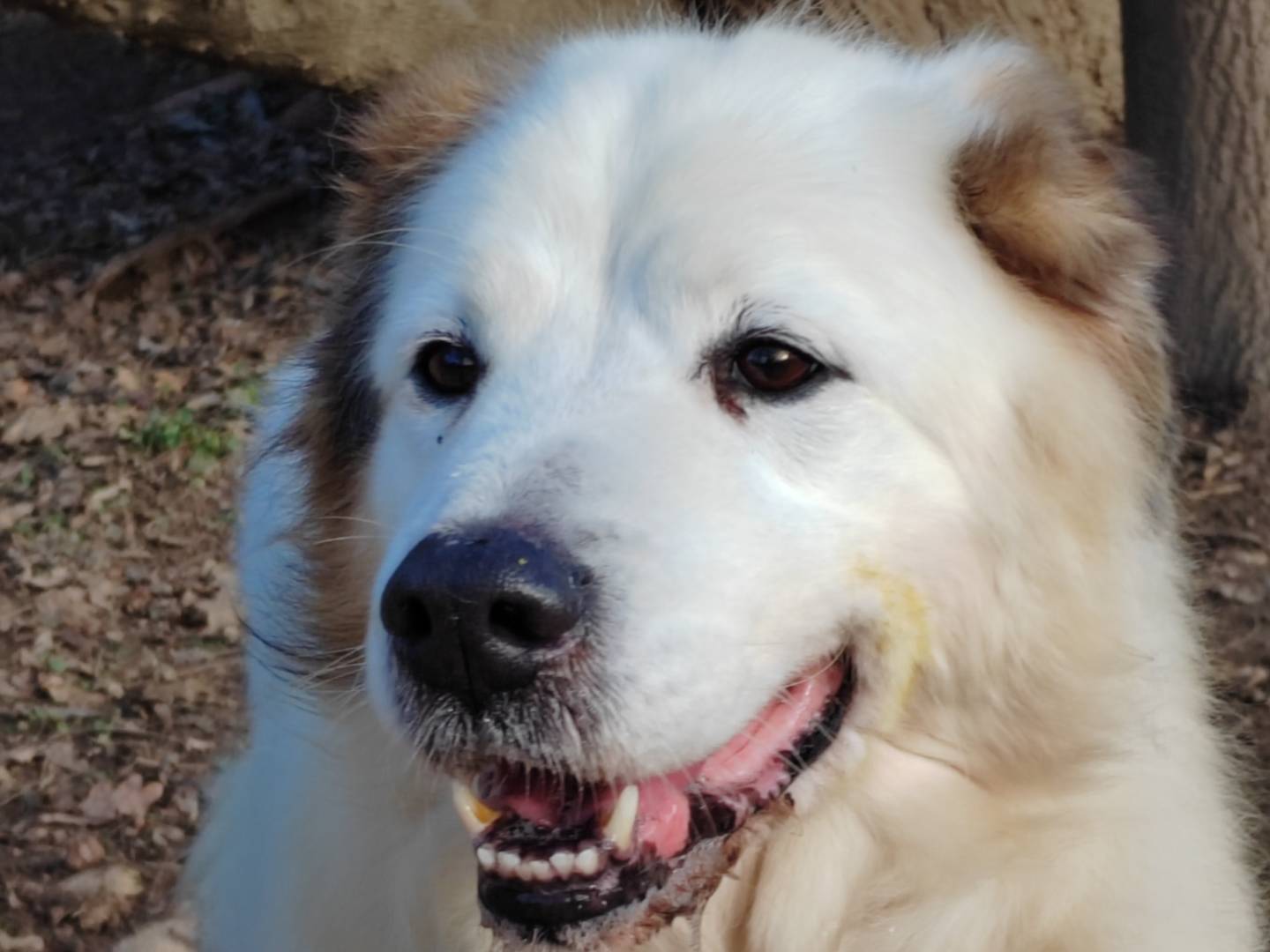 Adotta un cane, taglia media, maschio, Cremona