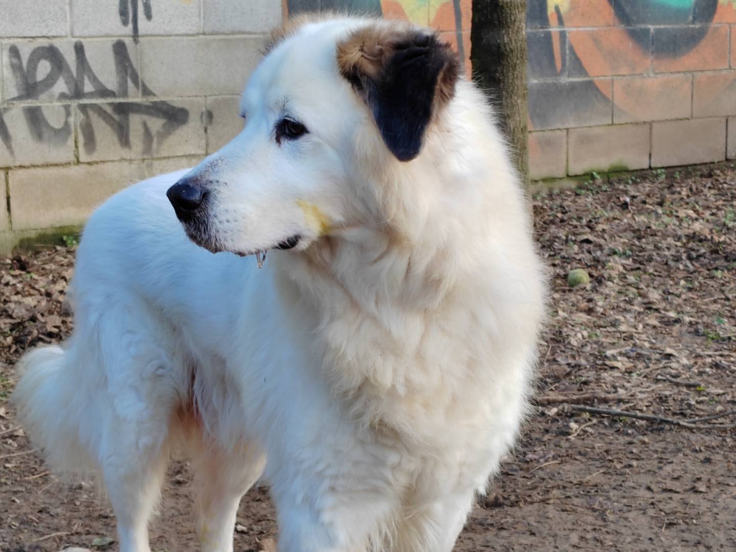 Adotta il cane HOLLY a Cremona