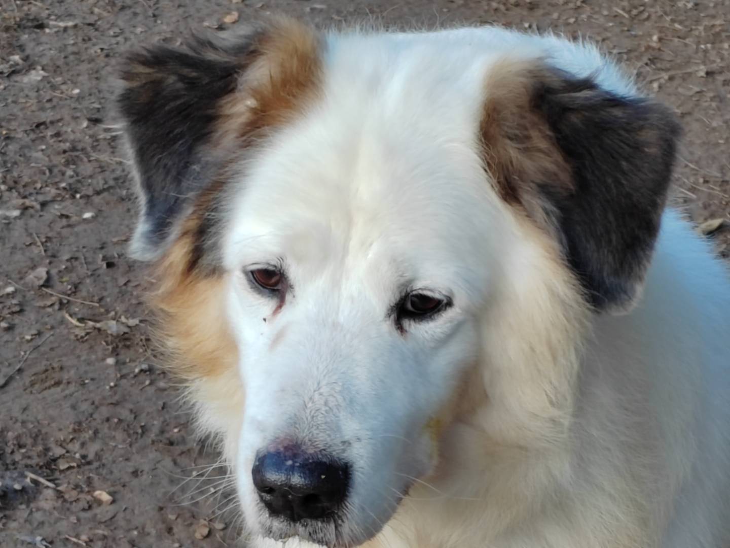 Adotta un cane, maschio, 11 anni  e 11 mesi , Cremona