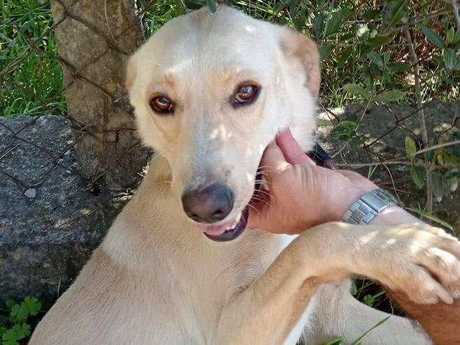Adotta un cane, maschio, 4 anni  e 1 mese, Latina