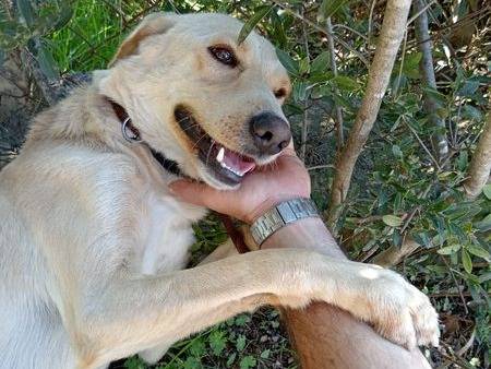 Adotta un cane, taglia media, maschio, Latina