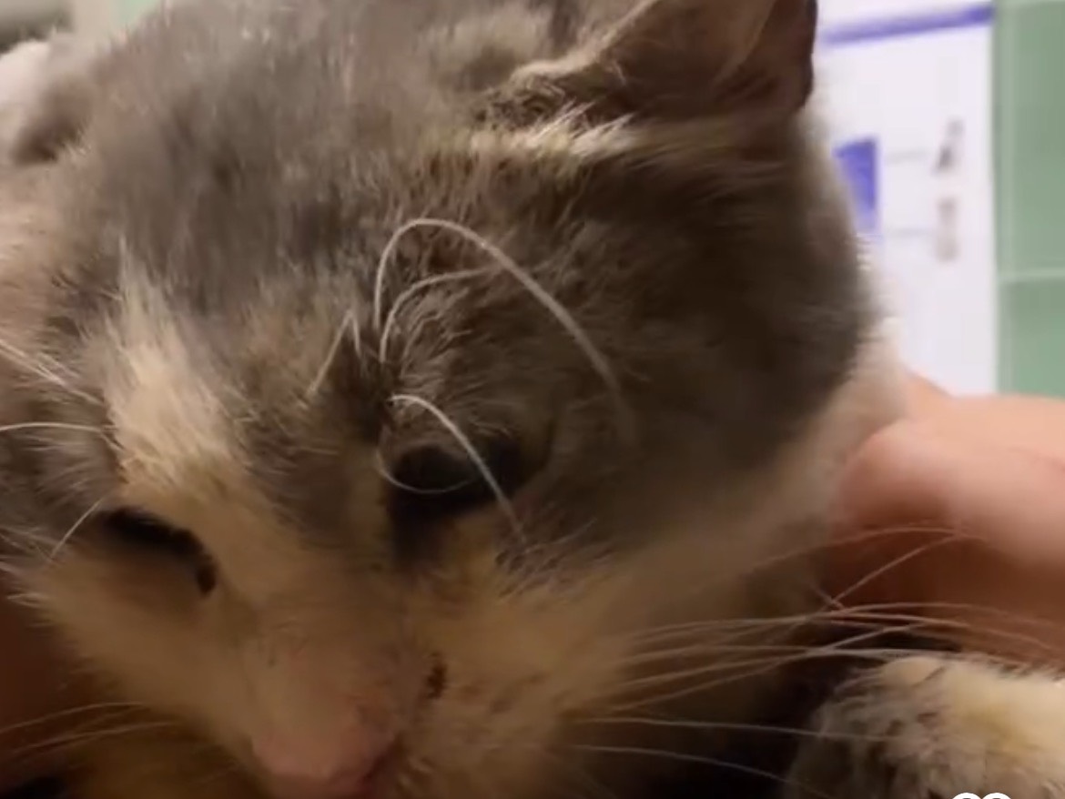Adotta un gatto, femmina, 5 anni  e 2 mesi , Napoli