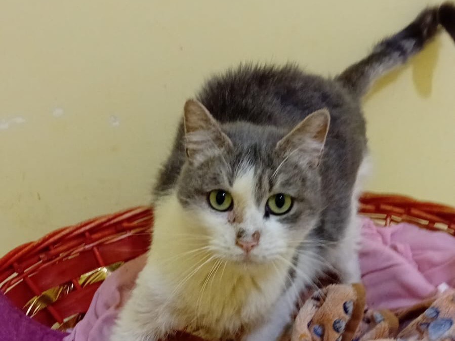 Adotta un gatto, taglia non valida, femmina, Napoli