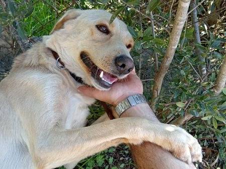 Foto 3 dell'animale