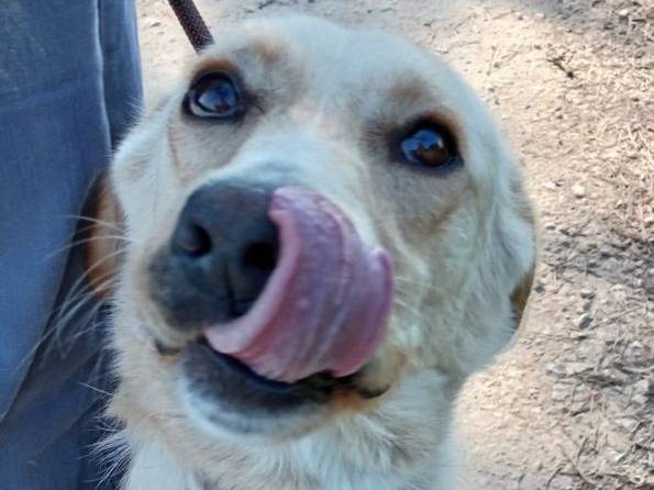 Vuoi adottare un cane a Latina?