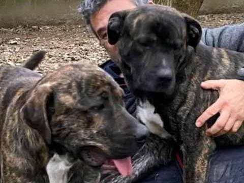 Foto 3 dell'animale