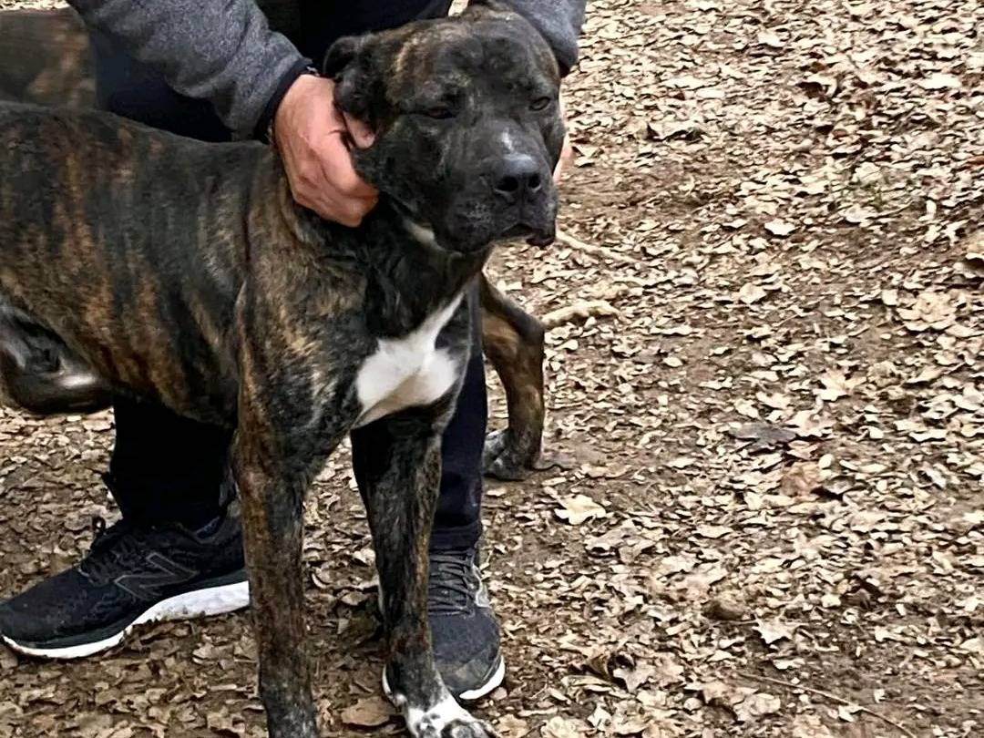 Adotta un cane, maschio, 1 anno e 4 mesi , Cremona