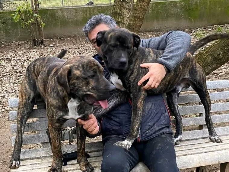 Adotta un cane, taglia grande, maschio, Cremona