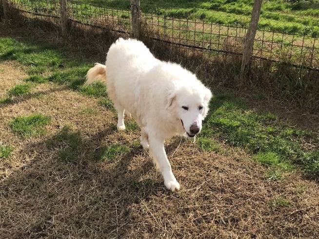 Adotta un cane, maschio, 12 anni  e 3 mesi , Latina