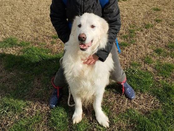 Adotta un cane, taglia grande, maschio, Latina