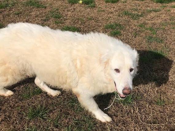Adotta il cane Russel a Latina