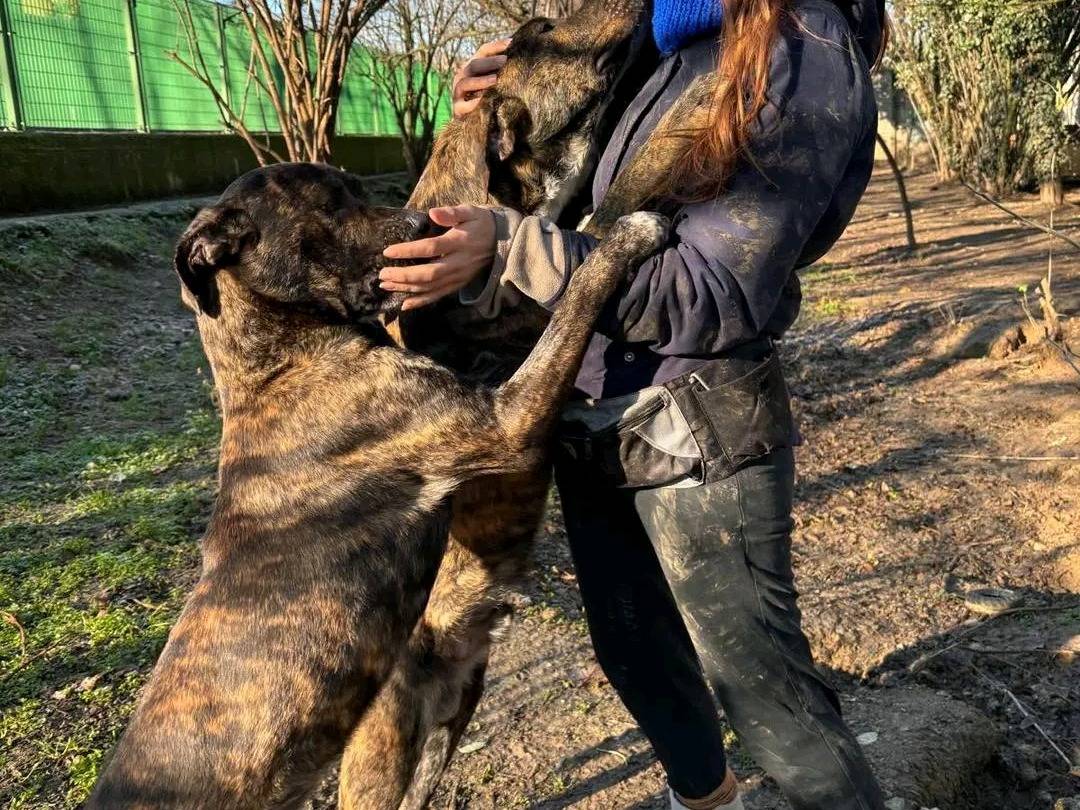 Vuoi adottare un cane a Cremona?
