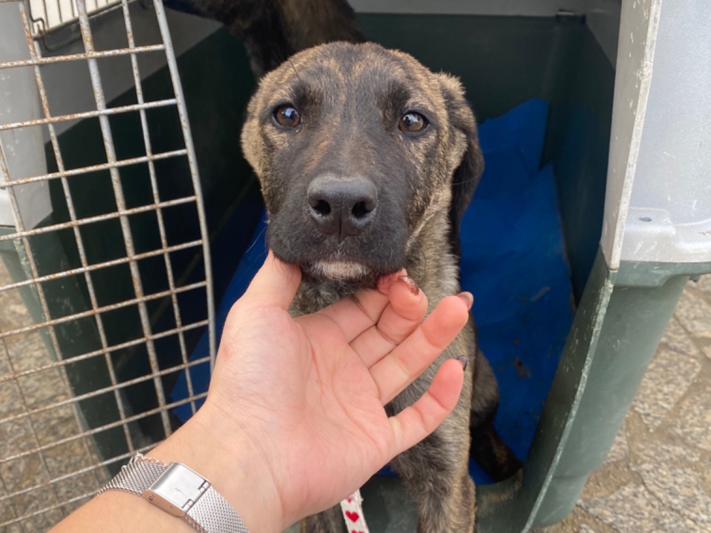Adotta un cane, femmina, 6 mesi, Ragusa