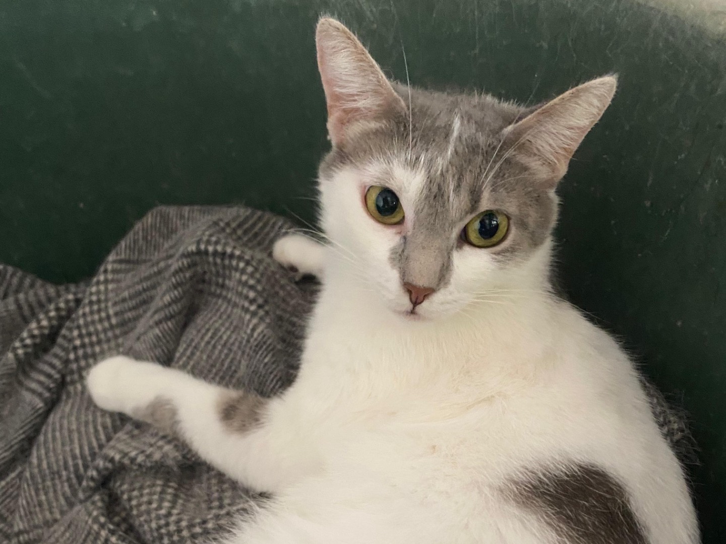 Adozione gatto, femmina, Razza sconosciuta Razza sconosciuta, 2 anni  e 9 mesi , taglia non valida, Napoli
