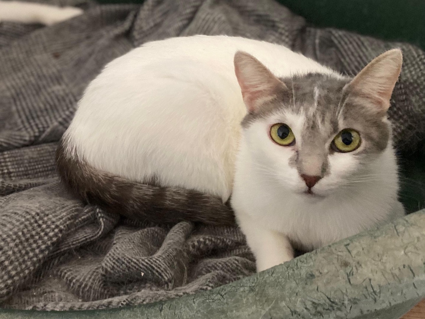 Adotta un gatto, taglia non valida, femmina, Napoli