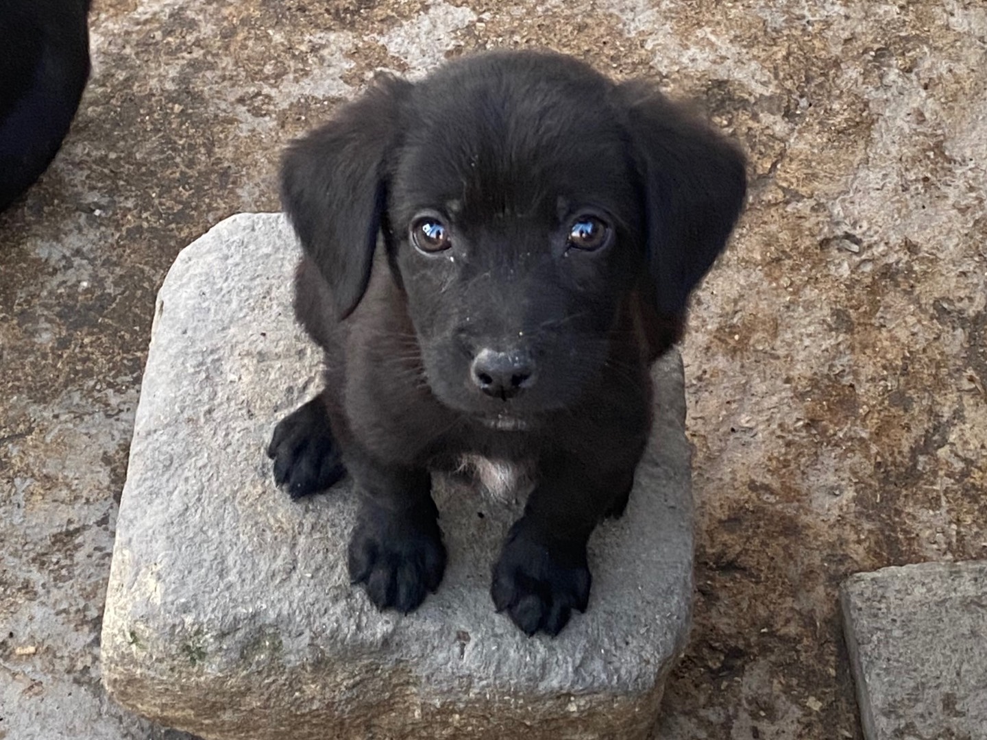 Foto dell'animale