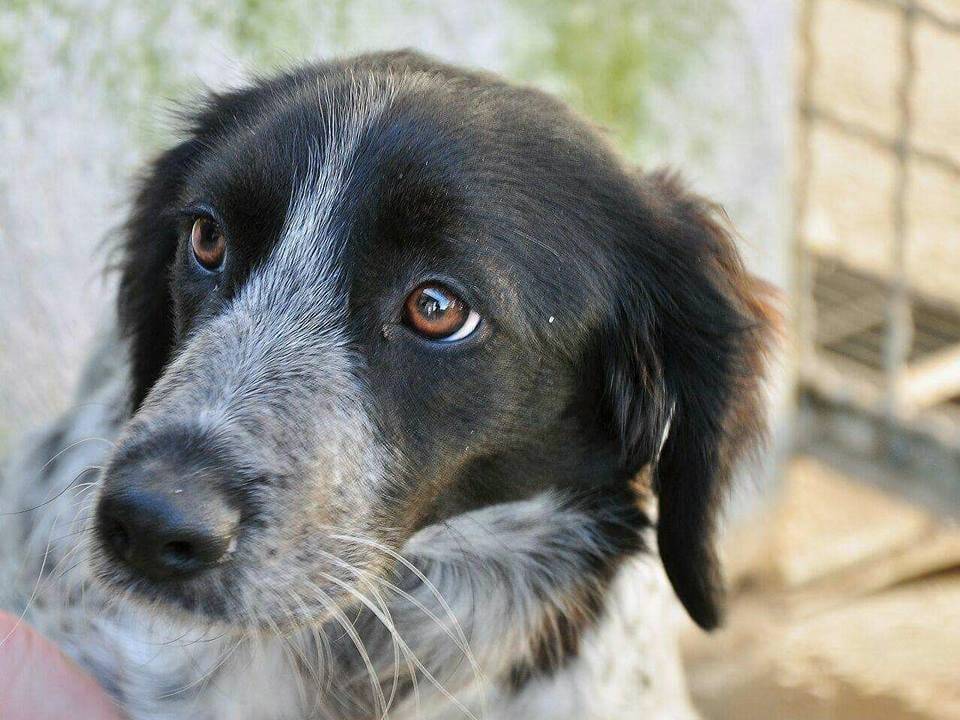 Foto dell'animale
