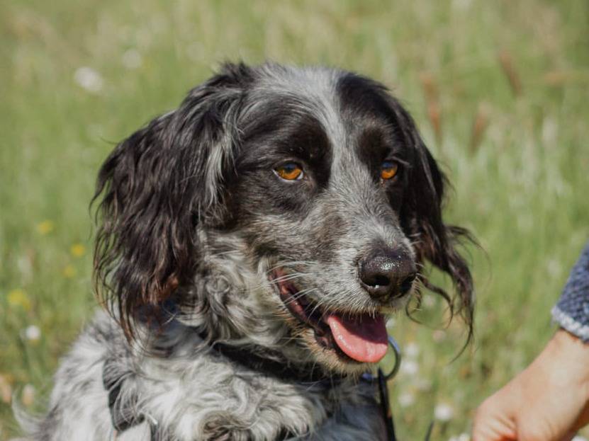 Adotta un cane, maschio, 7 anni  e 9 mesi , Caserta