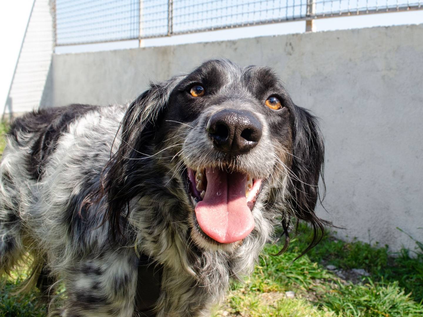 Adotta un cane, taglia media, maschio, Caserta