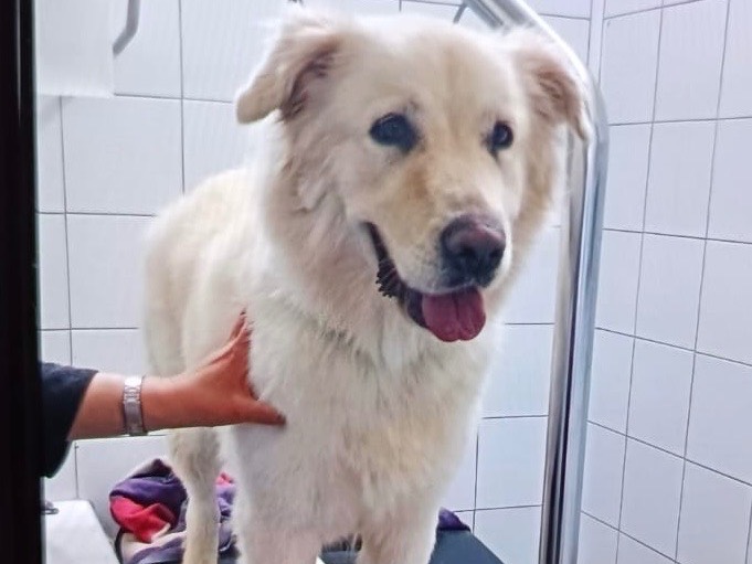 Foto dell'animale