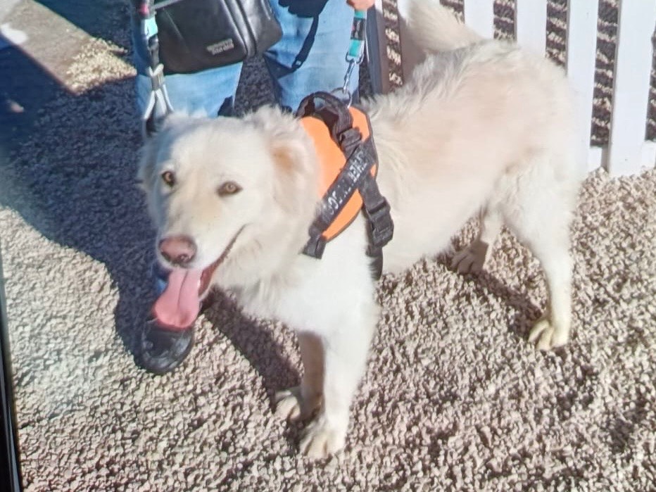 Adotta un cane, femmina, 1 anno e 5 mesi , Bari
