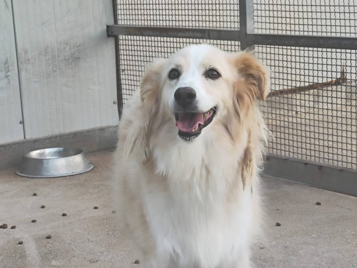 Adotta un cane, maschio, 5 anni  e 2 mesi , Catania