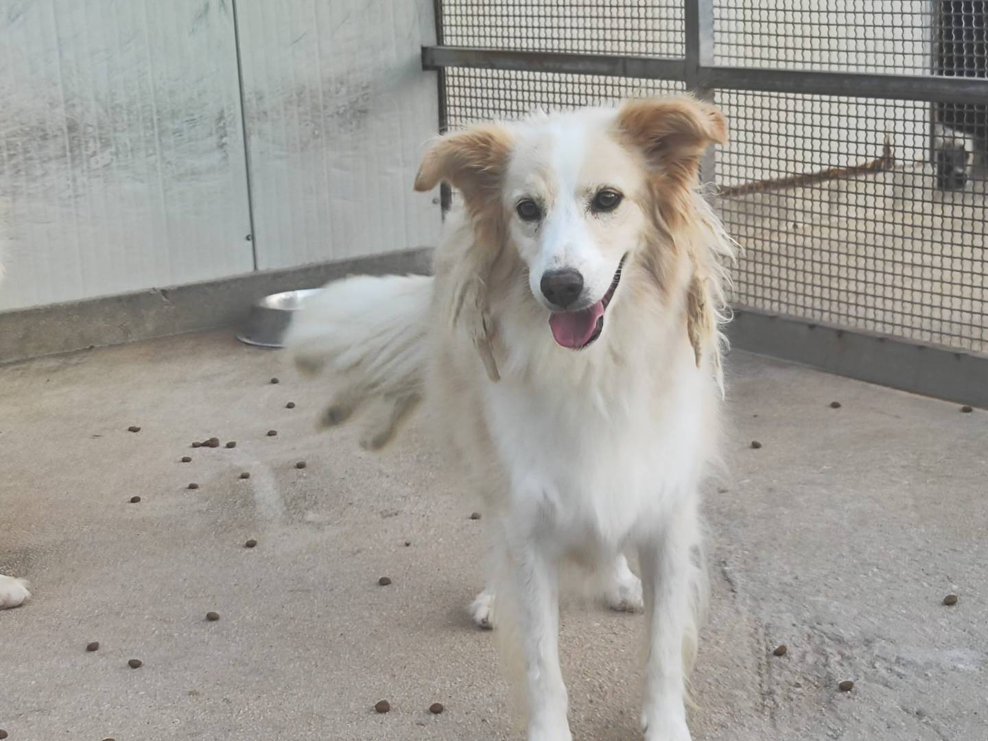Adotta un cane, taglia media contenuta, maschio, Catania