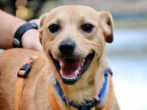 Adotta un cane, maschio, 12 anni  e 3 mesi , Ferrara