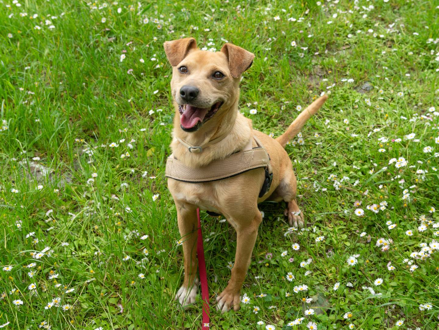 Adotta un cane, taglia media contenuta, maschio, Ferrara