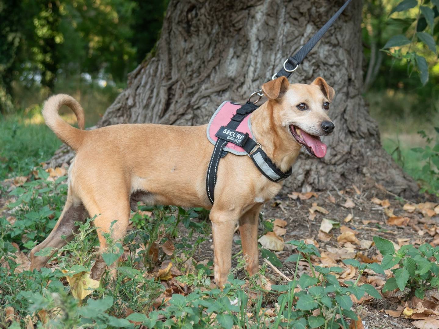 Adotta il cane NOE a Ferrara