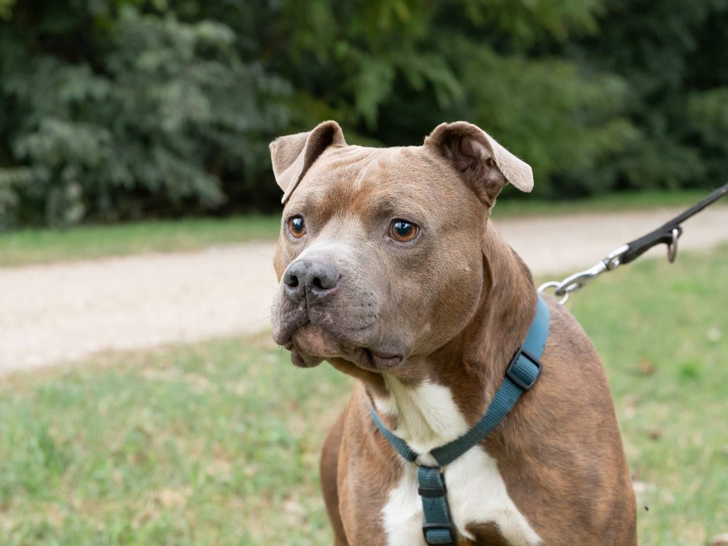 Adotta un cane, maschio, 6 anni  e 6 mesi , Ferrara