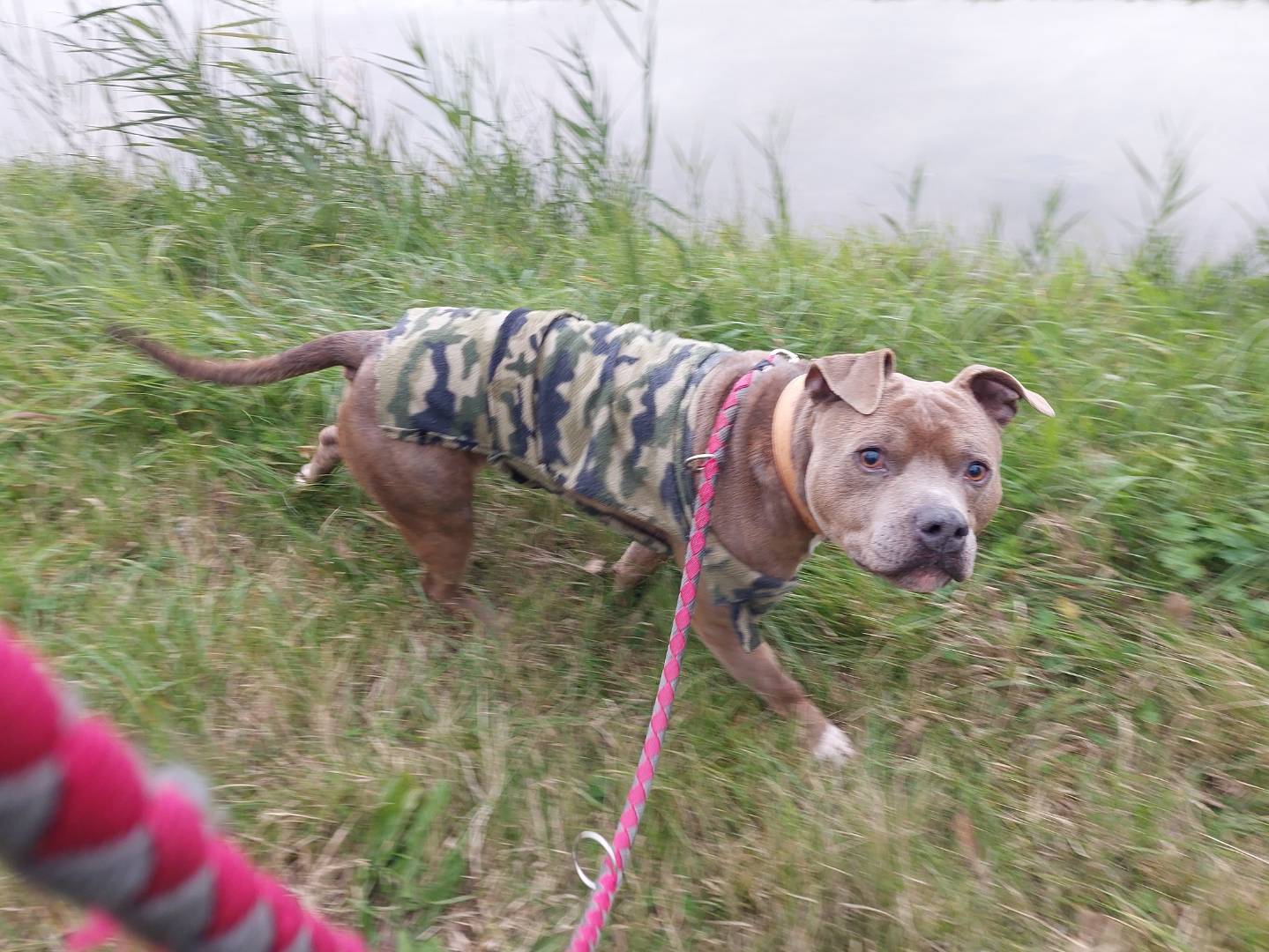 Adotta un cane, taglia grande, maschio, Ferrara
