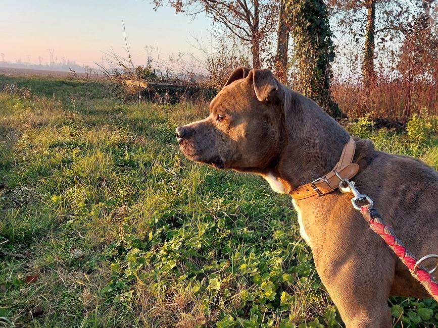 Vuoi adottare un cane a Ferrara?