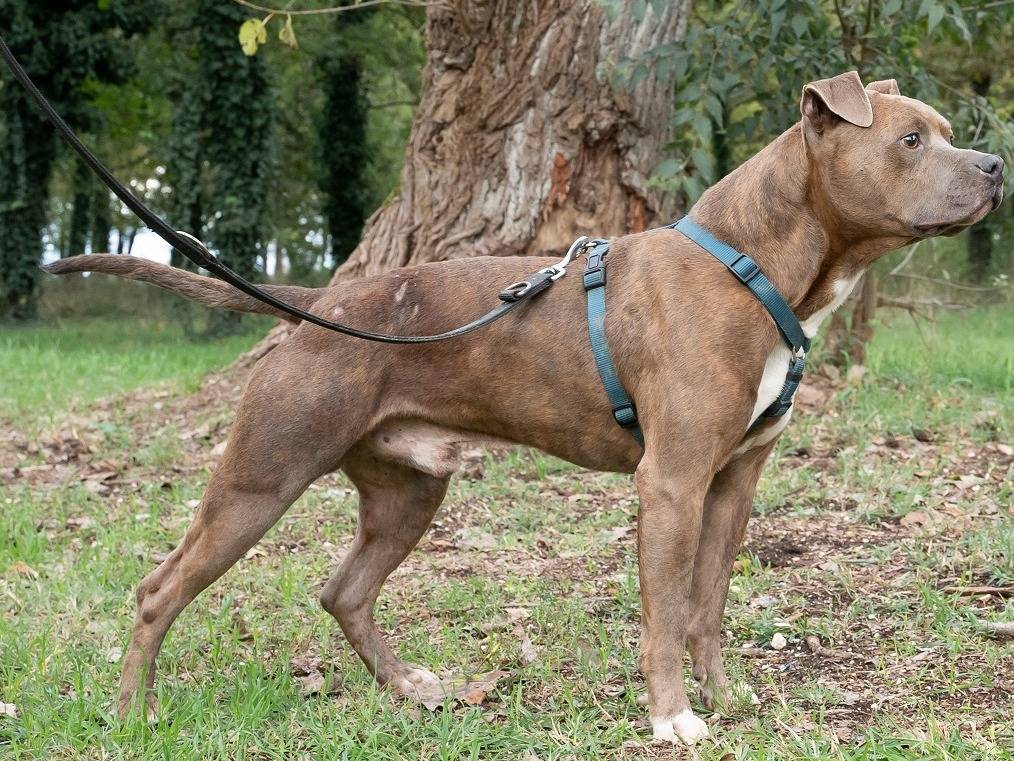 Adotta il cane BILLY a Ferrara