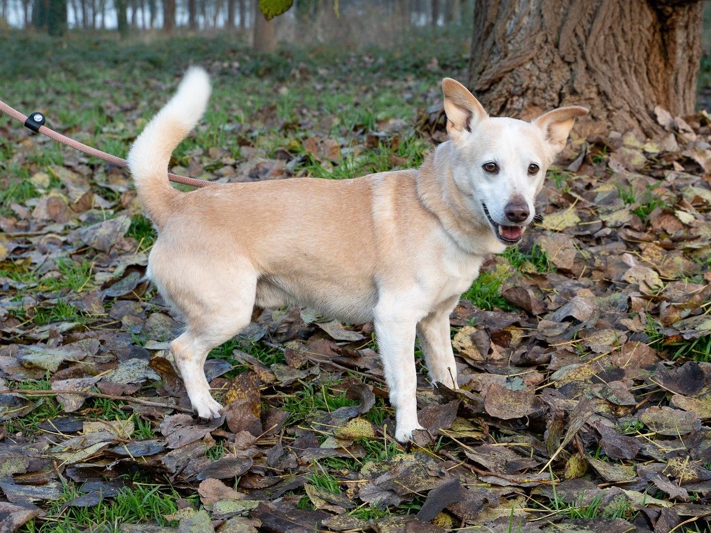 Adotta un cane, maschio, 9 anni  e 8 mesi , Ferrara