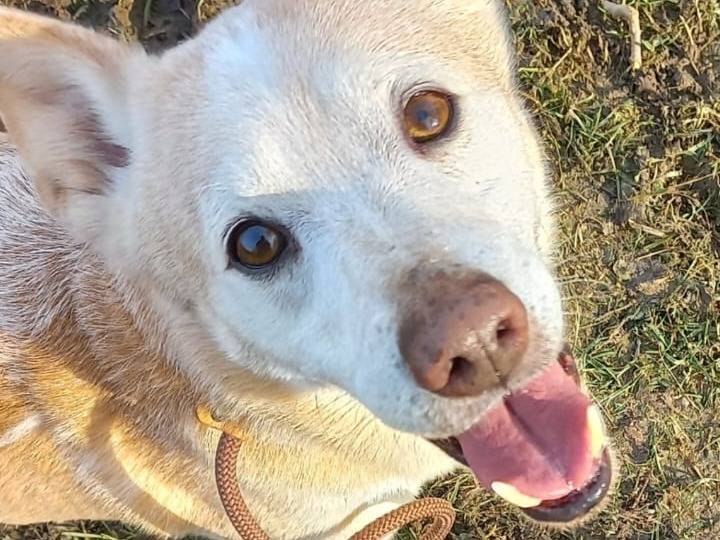 Adotta un cane, taglia piccola, maschio, Ferrara
