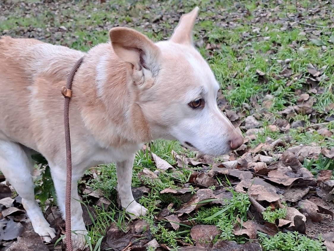 Adotta il cane ETTORINO a Ferrara