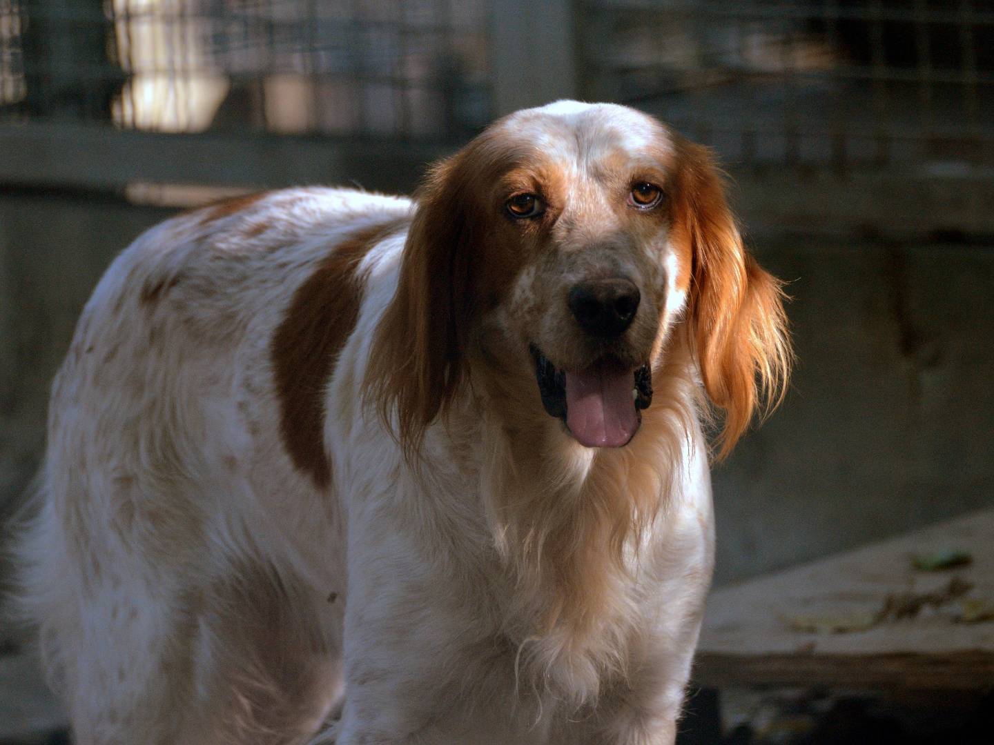 Adotta un cane, maschio, 8 anni  e 3 mesi , Ferrara