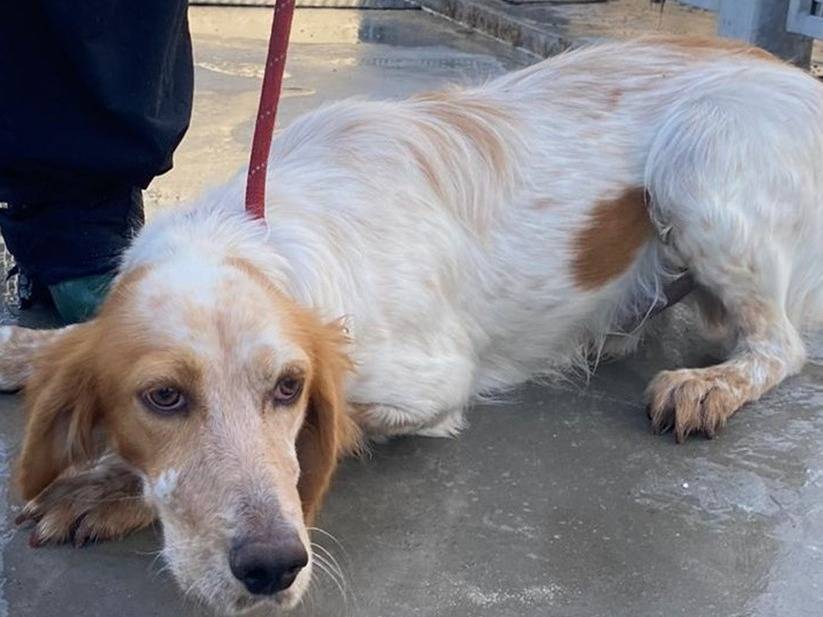 Adotta un cane, taglia media, maschio, Ferrara