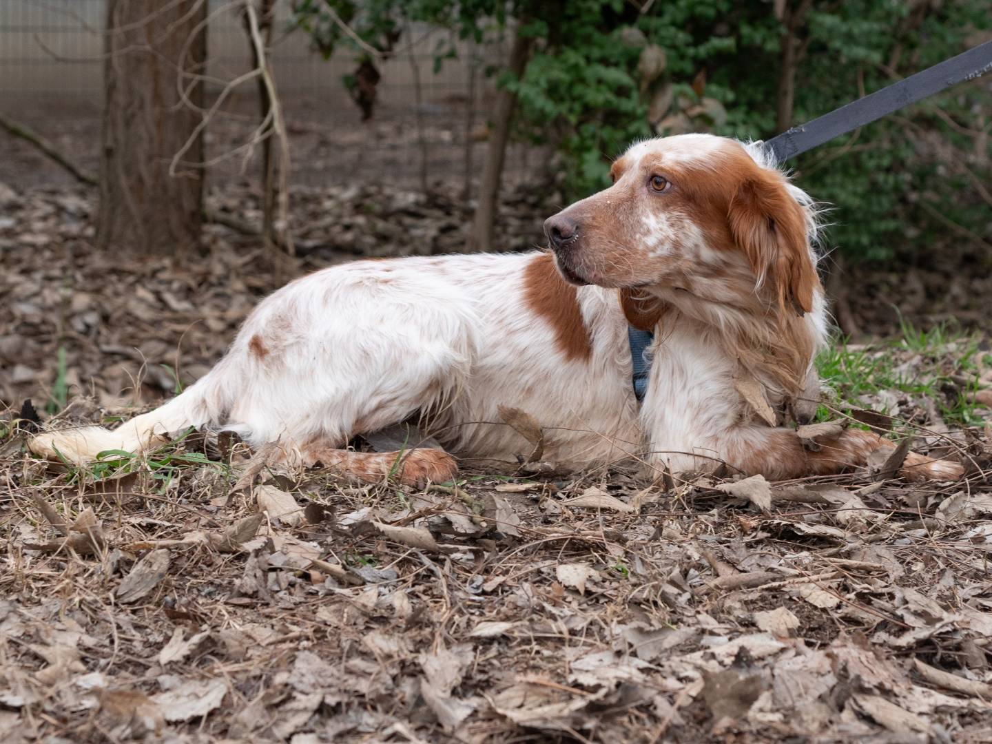 Vuoi adottare un cane a Ferrara?