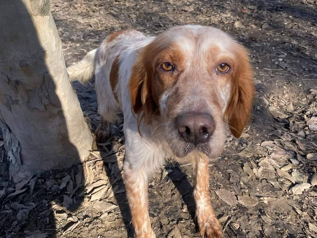Adotta il cane CONTE a Ferrara