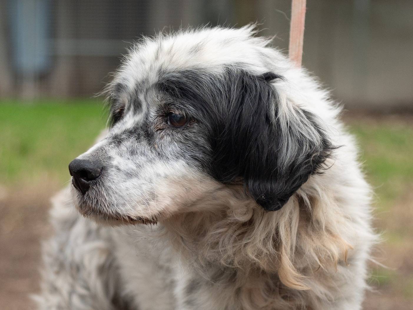 Adotta un cane, maschio, 16 anni  e 3 mesi , Ferrara
