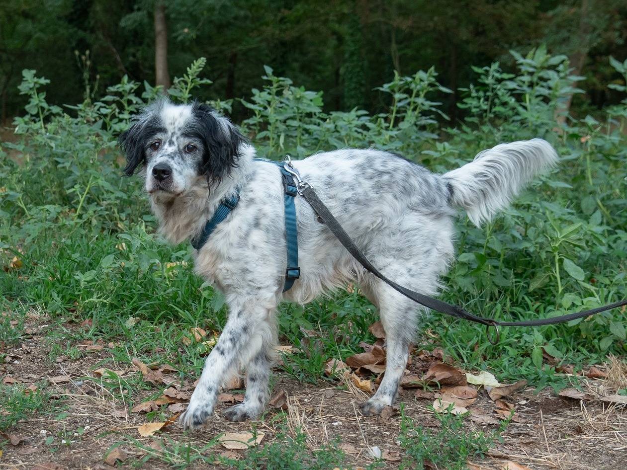 Adotta un cane, taglia piccola, maschio, Ferrara