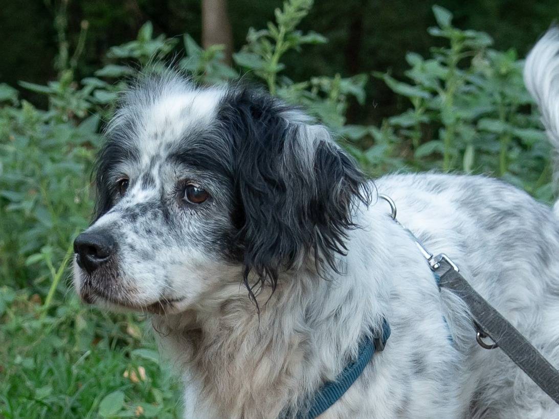 Vuoi adottare un cane a Ferrara?