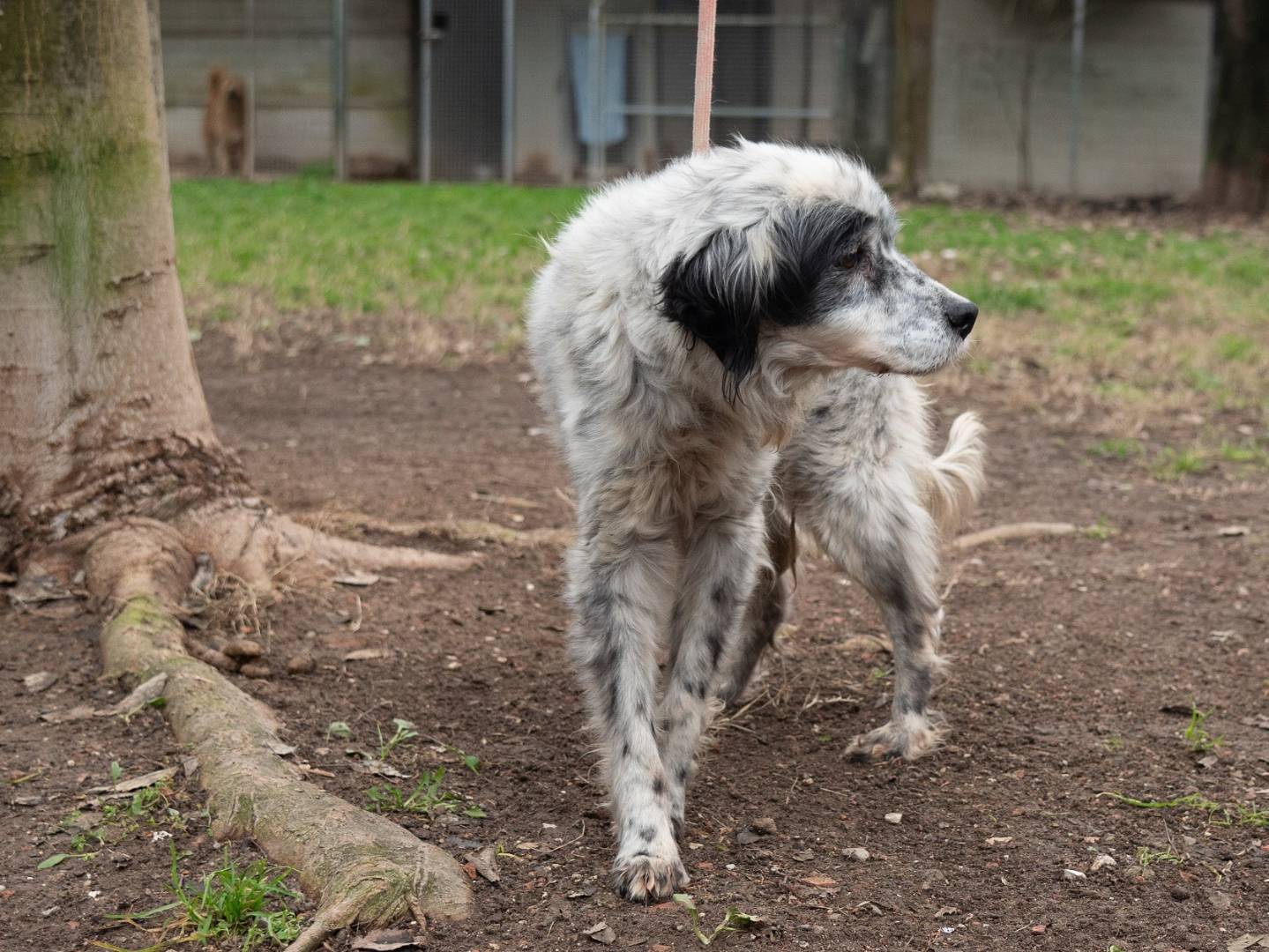 Adotta il cane TOBIA a Ferrara