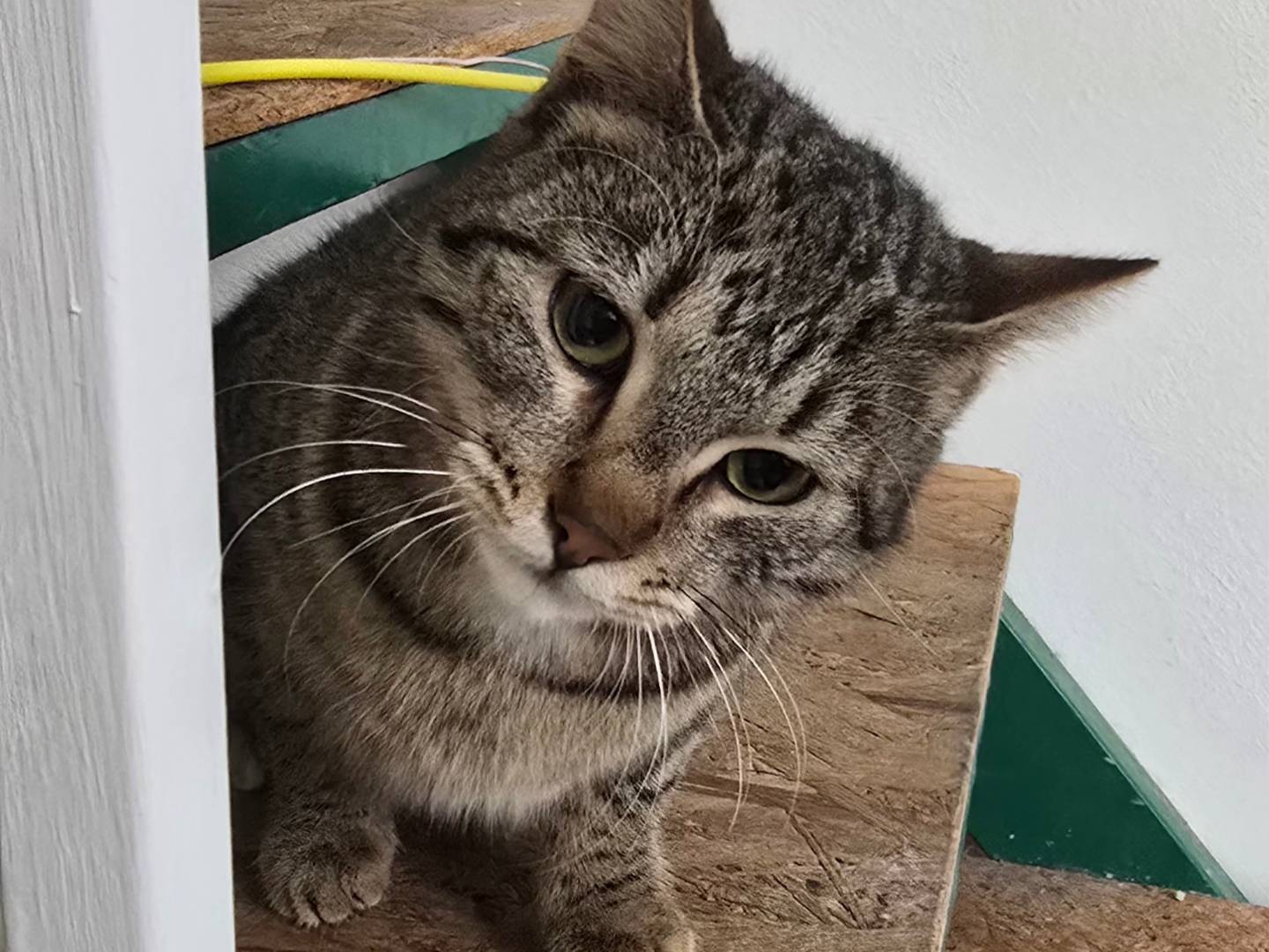 Adotta il gatto Delia  a Catanzaro