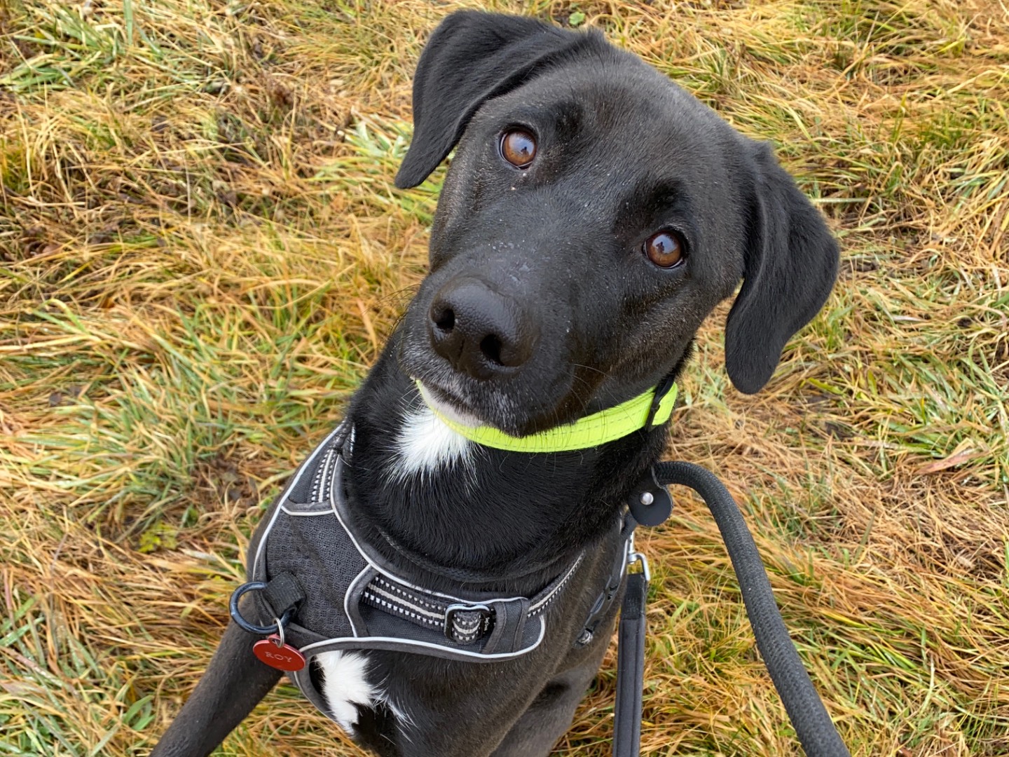 Adotta un cane, taglia media, maschio, Varese